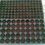 seed_tray